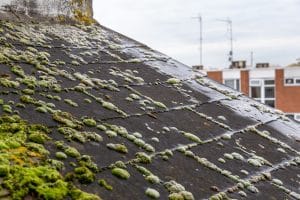 Green moss and frost on residential slate roof tiles